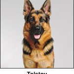 A watercolour painting of a military police dog (a German Shepherd Dog). He looks happy and alert, sitting to attention and posing perfectly for a headshot portrait, his ears are fully erect, and his mouth is open a bit with his pink tongue visible. His coat is a classic mix of black and tan. A cute black muzzle, but elsewhere mainly varying shades of light tan, sable and dark tan, embellished with just enough black around the eyes, ears and shoulders to give him a majestic appearance. The image is labelled Tolstoy.