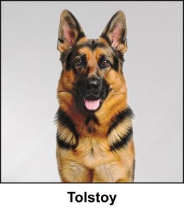 A watercolour painting of a military police dog (a German Shepherd Dog). He looks happy and alert, sitting to attention and posing perfectly for a headshot portrait, his ears are fully erect, and his mouth is open a bit with his pink tongue visible. His coat is a classic mix of black and tan. A cute black muzzle, but elsewhere mainly varying shades of light tan, sable and dark tan, embellished with just enough black around the eyes, ears and shoulders to give him a majestic appearance. The image is labelled Tolstoy.