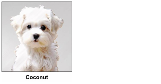 Coconut - A watercolour painting of three year old Maltese puppy, a small silky, pure-white lap dog, with deep black eyes, a cute black nose, and hanging ears. She has an expressive face which appears to be saying Please Love Me, though that belies her reputation for being too bouncy, and too much of a ChatterBox. She can chat endlessly on the wavelength with KristalClear, and constantly demands doggie chocs!